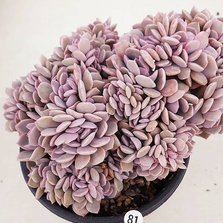 PRESALE Echeveria Debbie Cristata, (Not so Random)