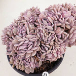 PRESALE Echeveria Debbie Cristata, (Not so Random)