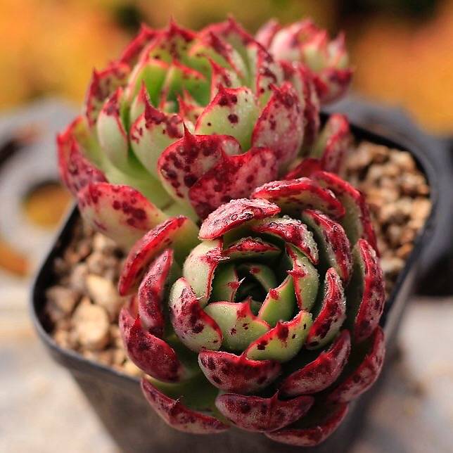 PRESALE Echeveria Love Fire, Triple