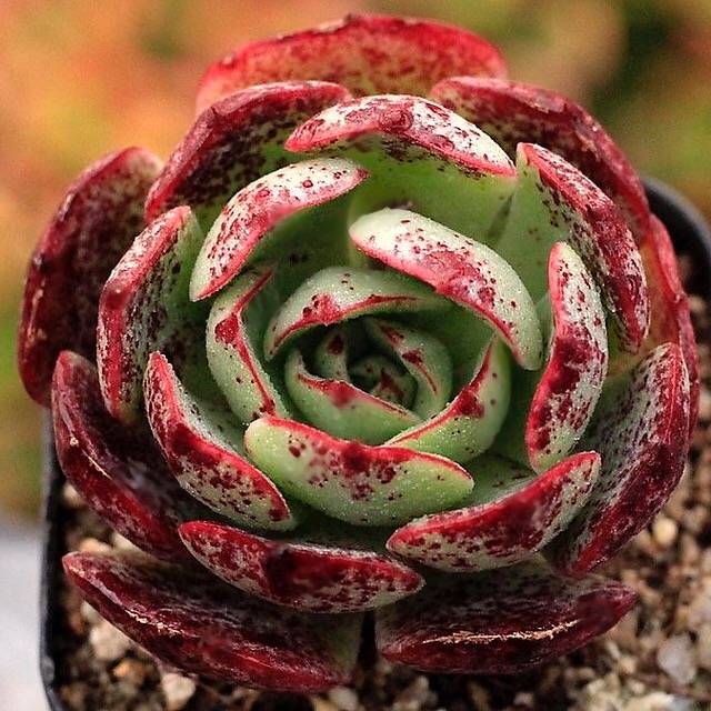 PRESALE Echeveria Love Fire