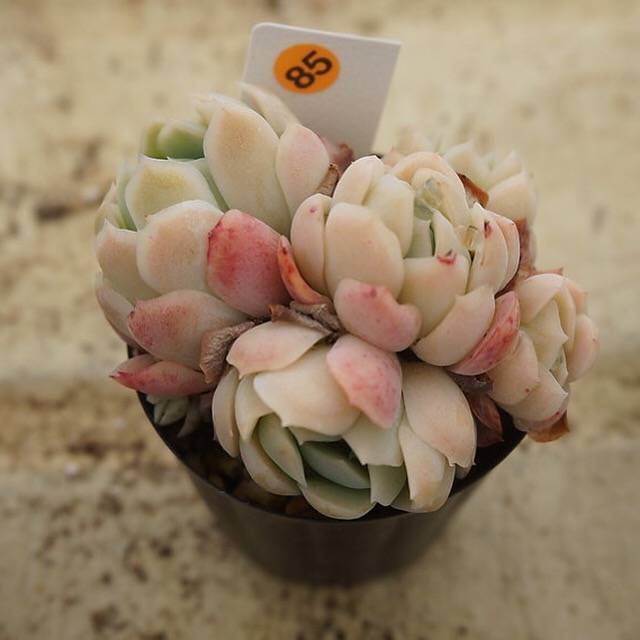 MOTHER'S DAY WEEKEND FLASH SALE! PRESALE Echeveria Elegans, Mini Clusters, (Random)