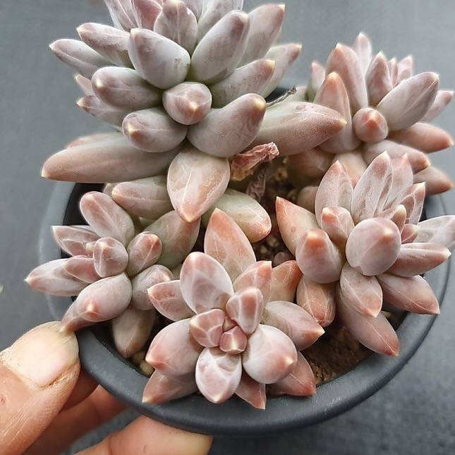 pachyphytum compactum succulent Pachyphytum Compactum var. Glaucum, (Random)
