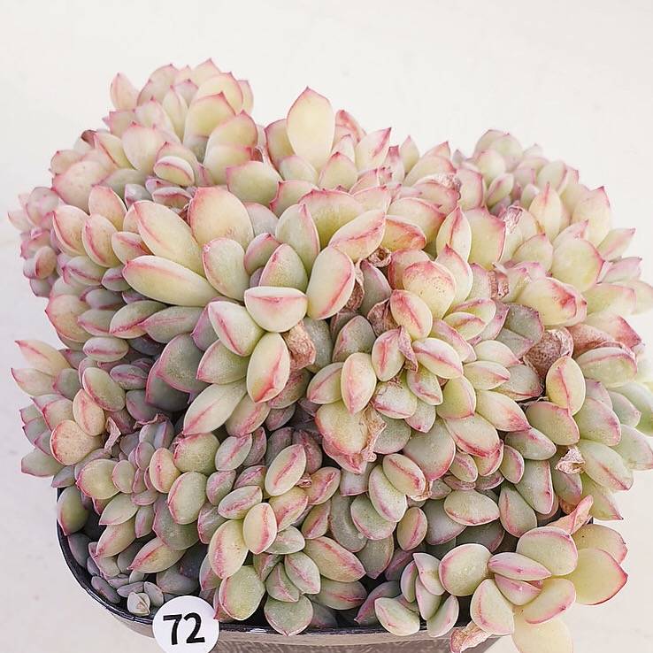 PRESALE Echeveria Brave Cristata, (Random)