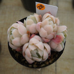 MOTHER'S DAY WEEKEND FLASH SALE! PRESALE Echeveria Elegans, Mini Clusters, (Random)