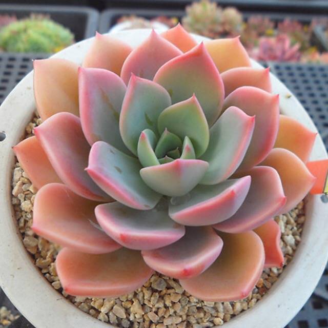 PRESALE Echeveria Tinkerbelle, (Random)