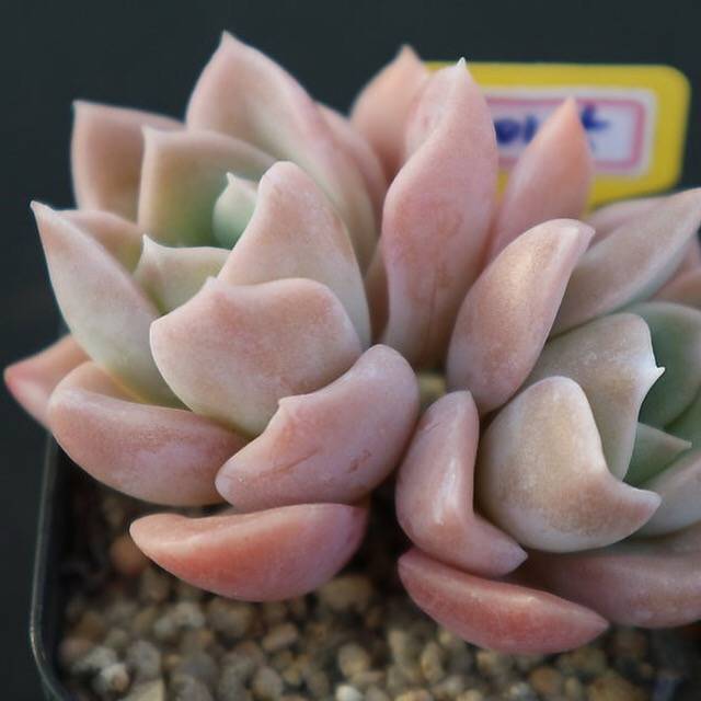 SPECIAL!! JUST CART! Graptoveria Harry Watson, (Not so Random)