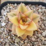 PRESALE Echeveria Monocerotis, Variegata, (Not so Random)