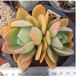 PRESALE Echeveria Silk Veil, (Random)