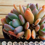 PRESALE Echeveria Raleigh, (Random)