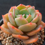 PRESALE Echeveria Smile, (Not so Random)