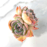 Echeveria Rosanna, Double