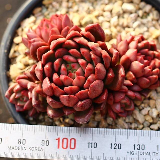 PRESALE Sedeveria Pink Ruby, Cluster
