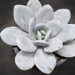 PRESALE Echeveria Lauii, (Random)