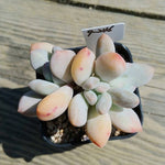 Pachyphytum Sp. #16 (Triple, but pulling mature leaves)