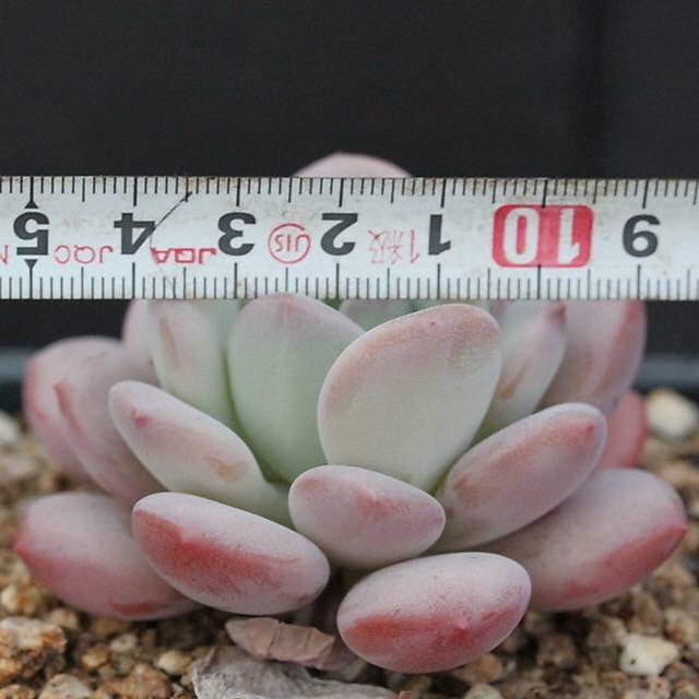 FLASH SALE! PRESALE Echeveria Ice Cream, (Random)