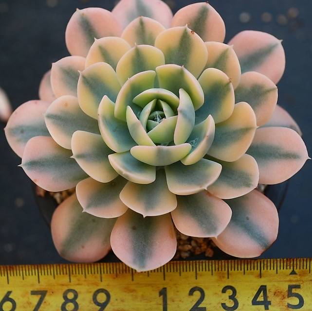 Echeveria Akaihosi, Variegata