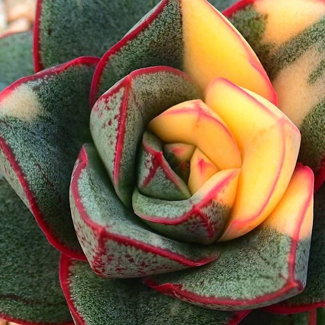 PRESALE Echeveria Monocerotis, Variegata, (Not so Random)