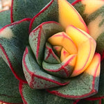 PRESALE Echeveria Monocerotis, Variegata, (Not so Random)