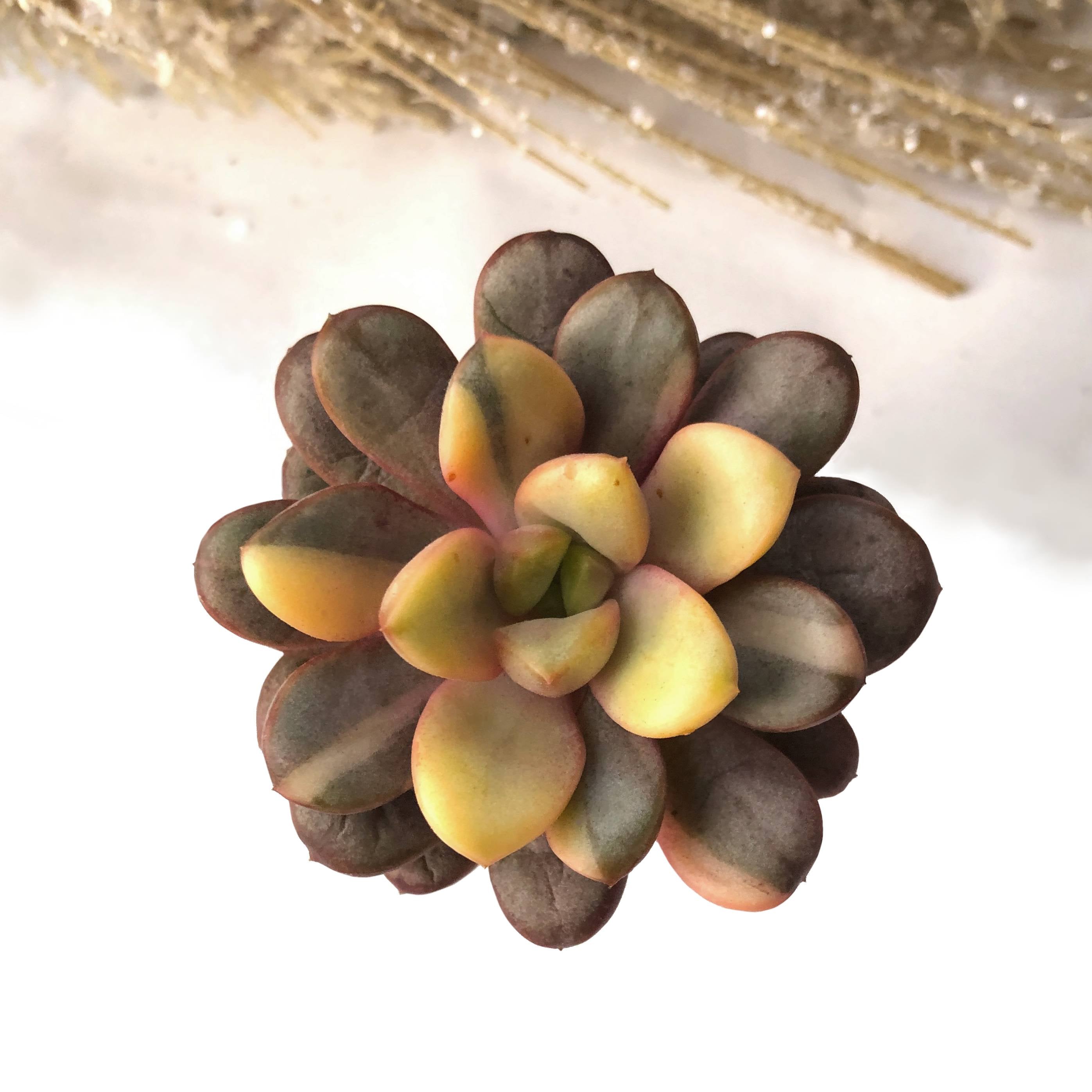 amethorum succulent Graptoveria Amethorum, Variegata – Cedar Creek Farmhouse