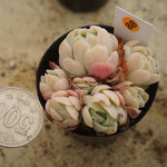 MOTHER'S DAY WEEKEND FLASH SALE! PRESALE Echeveria Elegans, Mini Clusters, (Random)