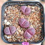 Lithops Rubra, (Random)