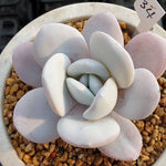 PRESALE Echeveria Lauii, (Not so Random)