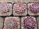 PRESALE Echeveria Sp., (Random)