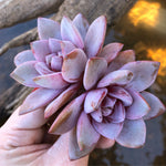 Echeveria Champagne, Germany (Double)