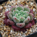 PRESALE Echeveria Carol, (Random)