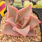 PRESALE Echeveria Madiba, (Random)