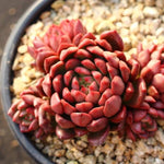 PRESALE Sedeveria Pink Ruby, Cluster