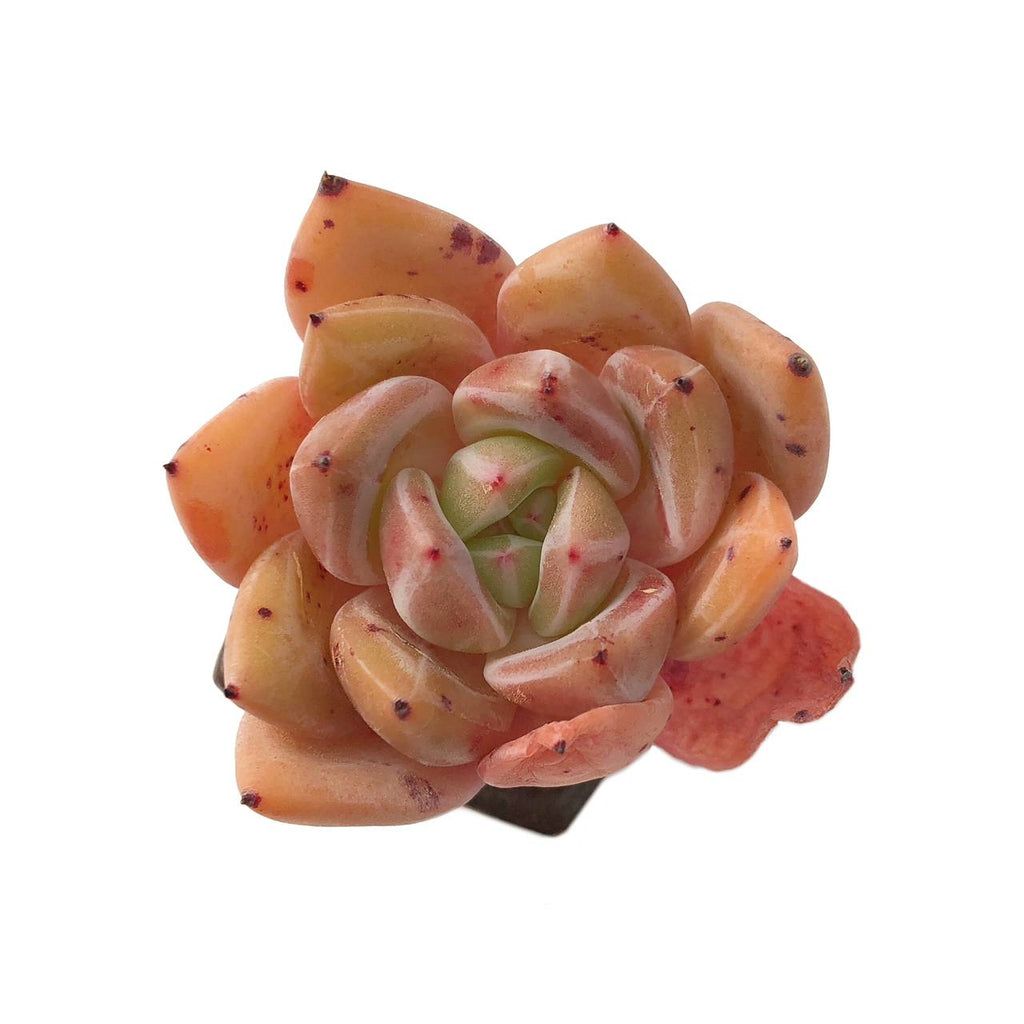 SALE! Echeveria White Knight Hybrid Cedar Creek Farmhouse