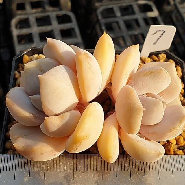 MOTHER'S DAY WEEKEND FLASH SALE! PRESALE Echeveria Tiramisu, (Random)