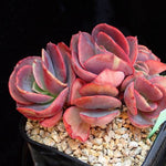 PRESALE Echeveria Suyon Cluster, (Random)