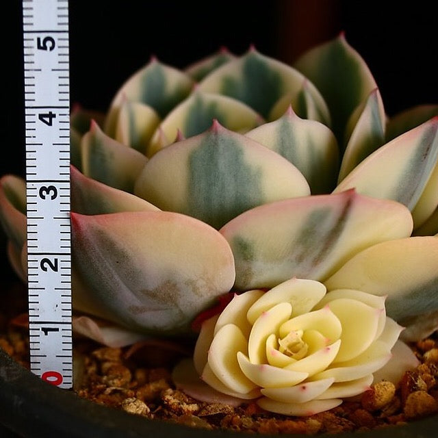 PRESALE Echeveria Lenore Dean, (Random)