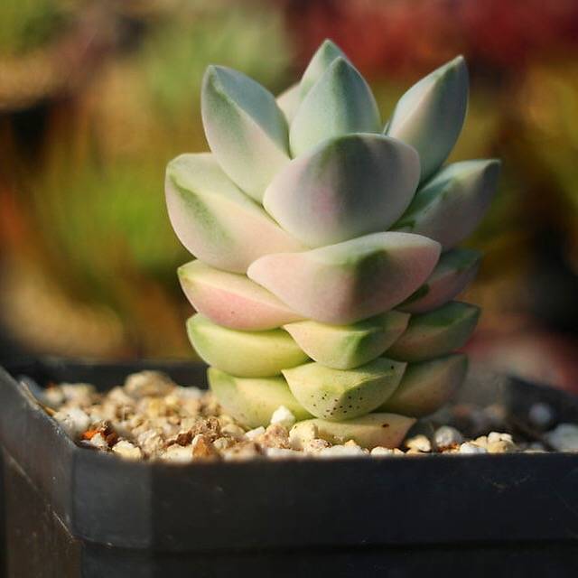 PRESALE Crassula Moonglow, Variegata, (Random)