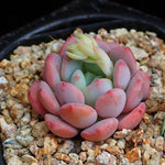 PRESALE Echeveria Lemacho, (Random)