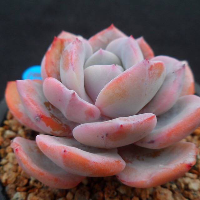 PRESALE Echeveria Cream Tea, (Random)