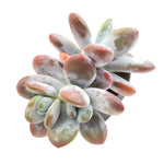 'Kecevana' Pachyphytum Cuicatecanum
