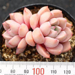 SPECIAL!! JUST CART!! PRESALE Echeveria Pretty In Pink