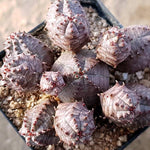 PRESALE Euphorbia Obesa, Cluster, (Random)