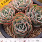 SPECIAL!! JUST CART! PRESALE Echeveria Atlantis, Cluster