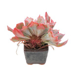 Echeveria Trumpet Pinky, Cristata