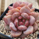 Echeveria Ariel, (Not so Random)
