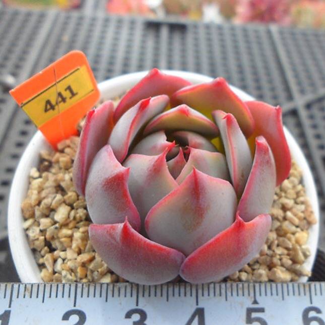 PRESALE Echeveria Lauii Hybrid, (Random)