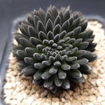 PRESALE Sinocrassula Yunnanensis, (Random)