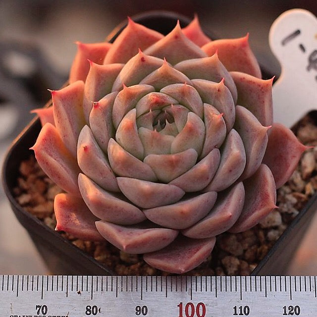 Echeveria Helena Sp.