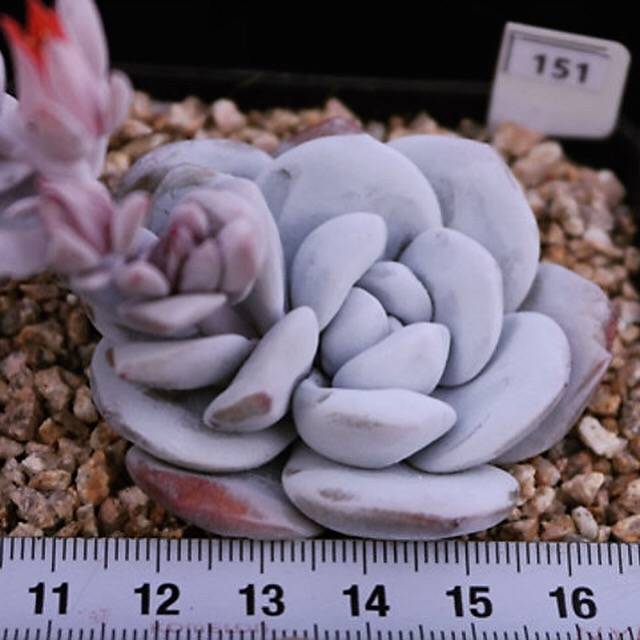 PRESALE Echeveria Lauii, (Random)