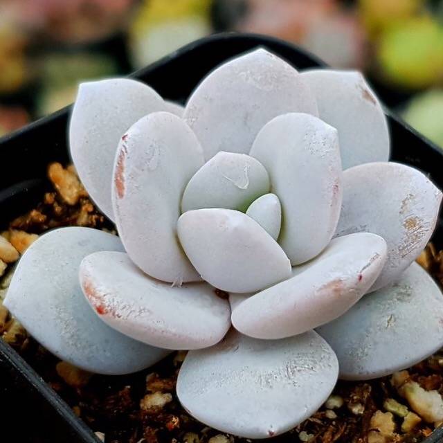 SPECIAL! JUST CART!! PRESALE Echeveria , (Not So Random) ***Not the Last one, just a mid-way gift :)