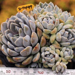 PRESALE Echeveria Snow Bunny, Cluster